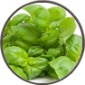 basil